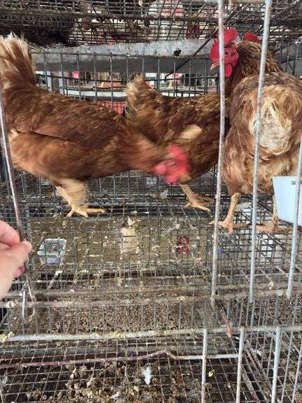 3 Red Laying Hens