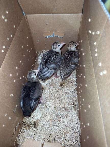 3 Narragansett Turkey Poults - 3wks Old