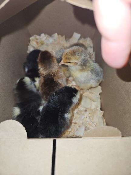 6 Swedish Chicks