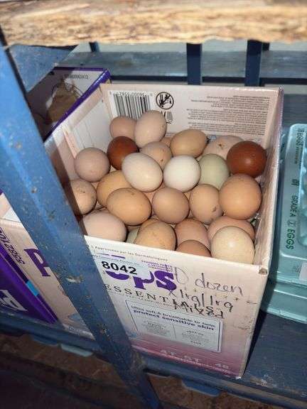 10 Doz XL Mixed Eating Eggs