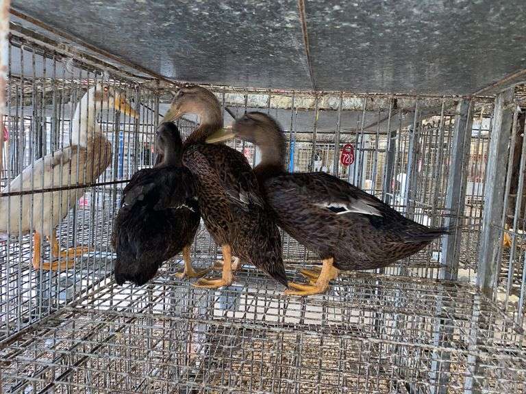 3 Rouen Hen Ducks