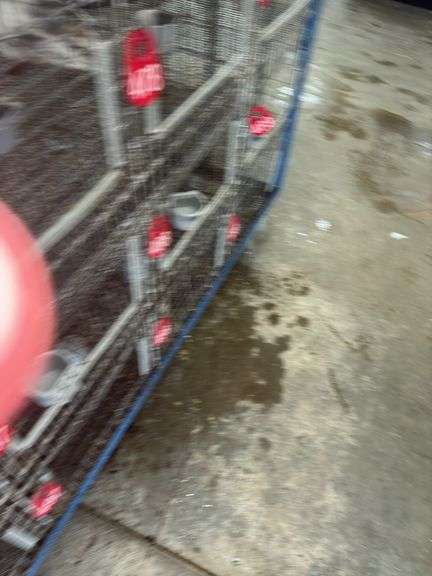 3 Polish Pullets - 5 Wks Old