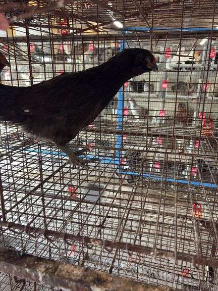 Black Chicken