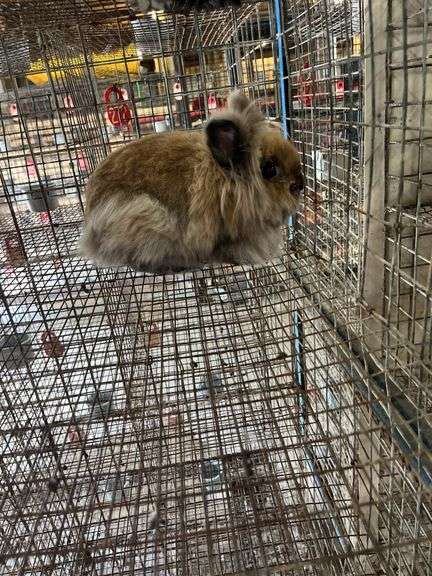 Lionhead Doe