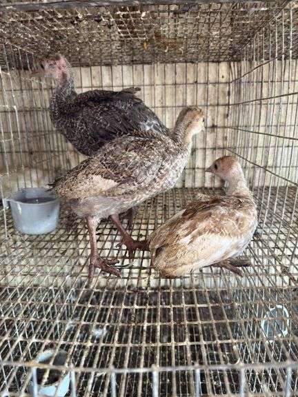 3 Turkey Poults