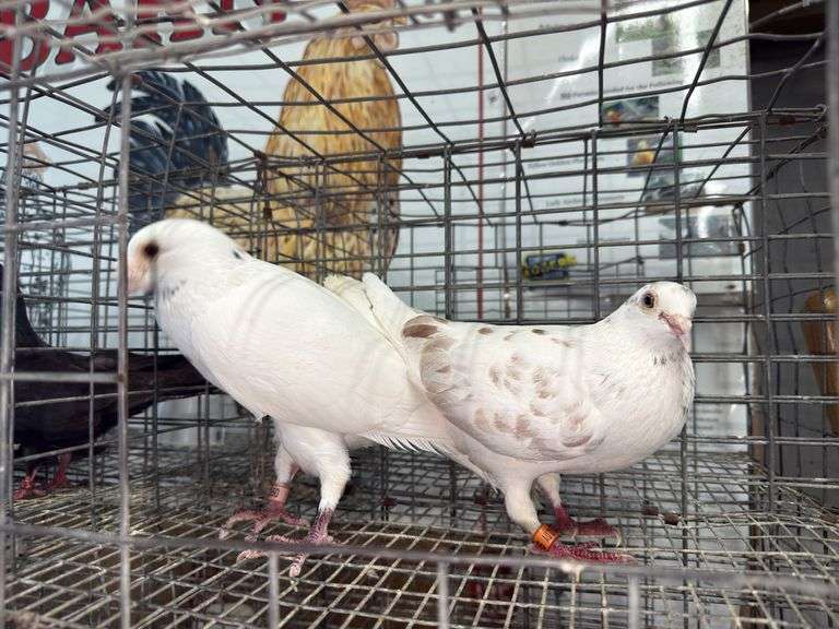 Pair Homing Pigeons
