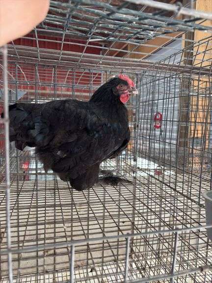 Young Black Rooster