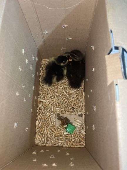 2 Call Ducklings - 1 Butterscotch & 1 Black