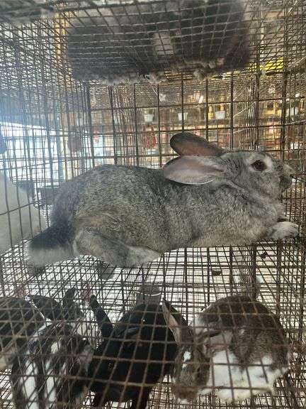 Flemish Giant Buck