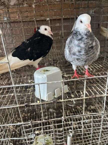 2 Roller Pigeons