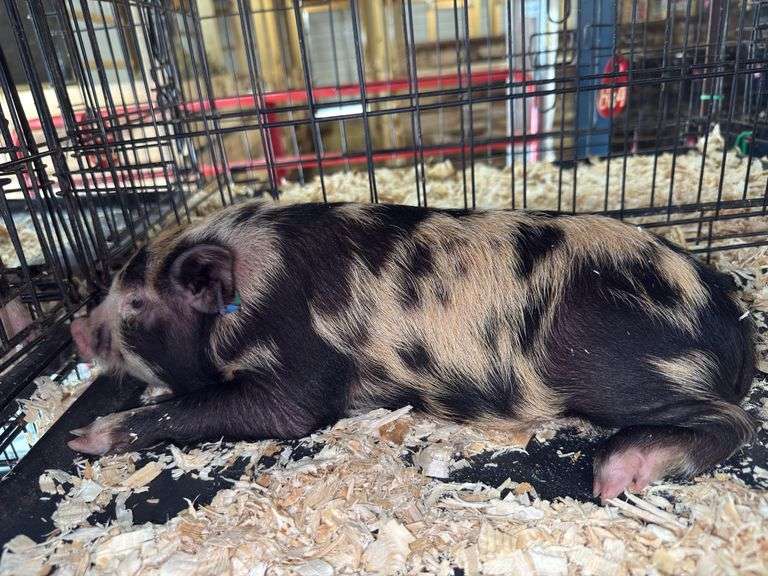 Male Kune Kune Julianna Cross Pig