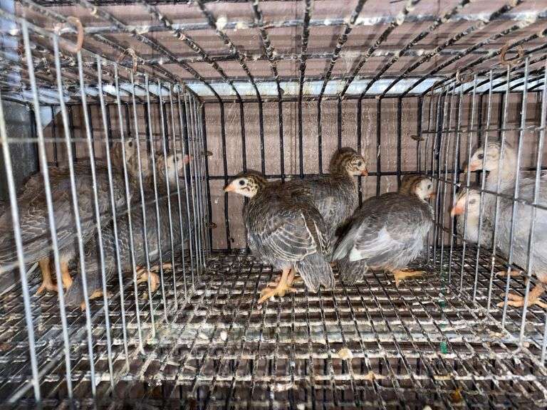 4 Guinea Keets - French Pearl & Pied