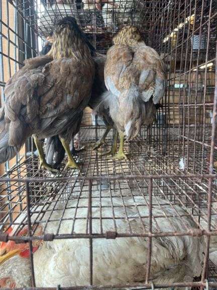 4 Ameraucana Pullets