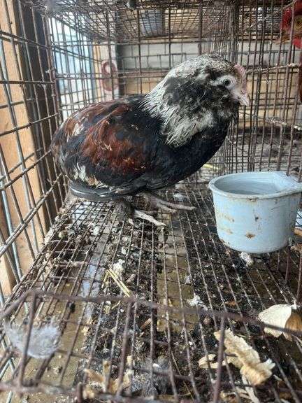 Russian Orloff Banty Rooster