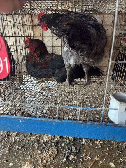 2 Barnyard Mix Cockerels