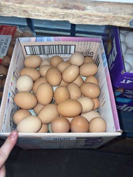 10 Doz Large Mixed Eating Eggs