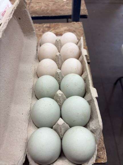 1 Doz Duck Eating Eggs