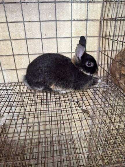 Black Otter Dwarf Mix Buck