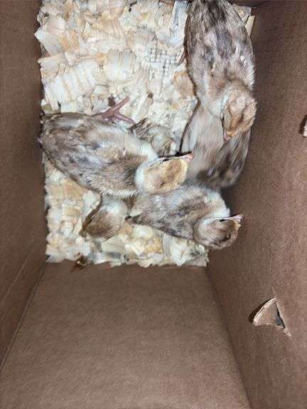 5 Bourbon Red Turkey Poults