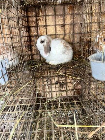 Holland Lop Bunny