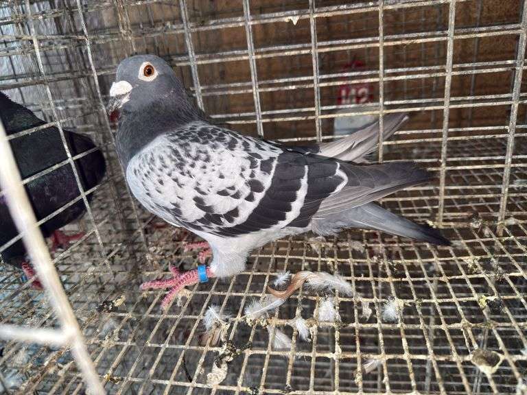 Male Homer Pigeon