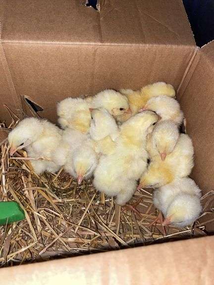 10 Cornish Cross Chicks