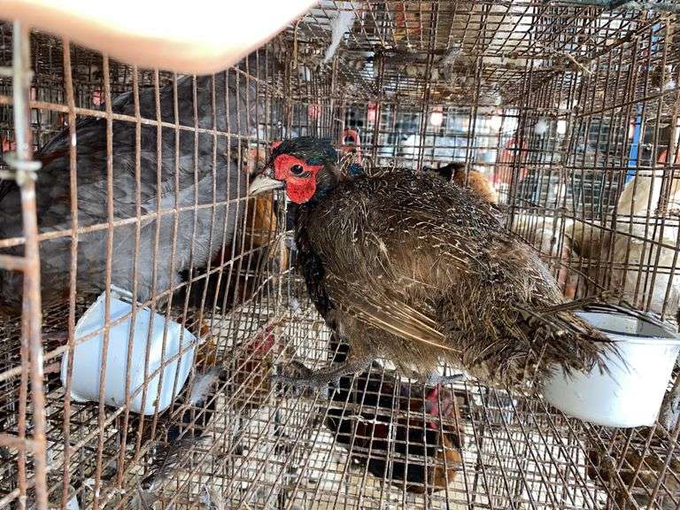 Male Melanistic Mutant Pheasant w/ Permit