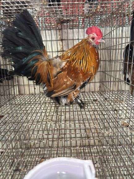 Millie Fleur Rooster