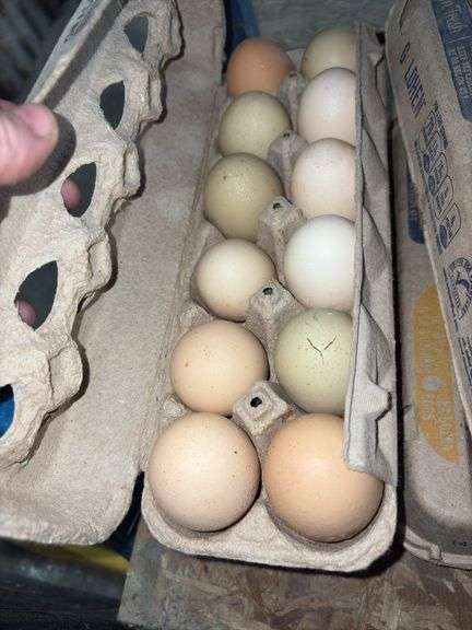 4 Doz Mixed Large/XL Eating Eggs