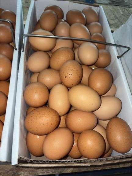 7 Doz XL Brown Eating Eggs