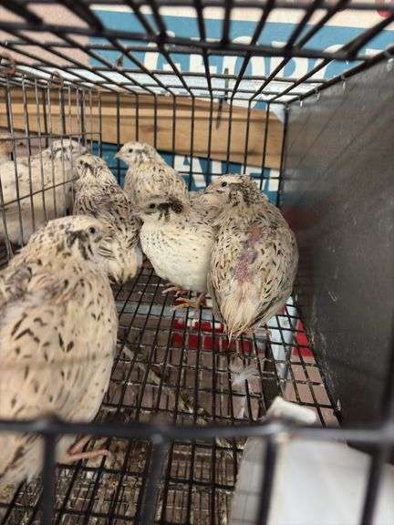 7 Italian Quail - 5 Wks Old