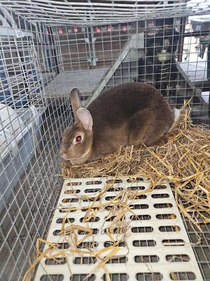 Caster Red Bred Doe - Show Stock - Due July 7th  w/ Cage