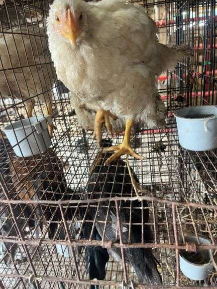 2 Meat Chickens