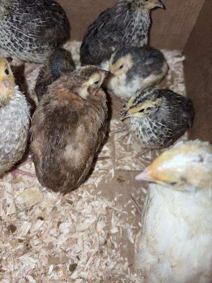 8 Celadon Mix Coturnix Quail - 2.5 Wks Old