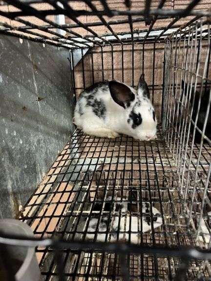 White & Black Bunny
