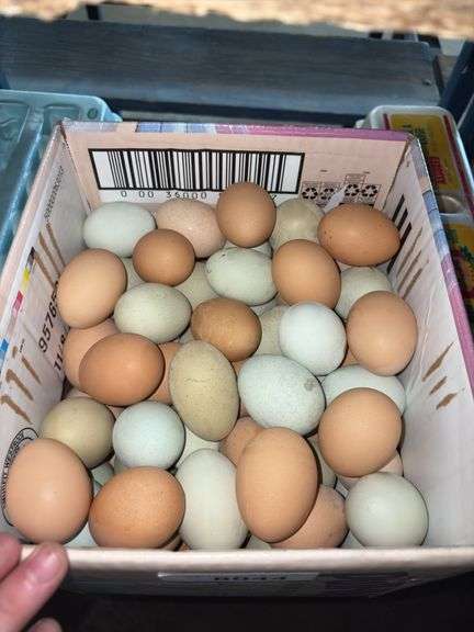 10 Doz XL Mixed Eating Eggs