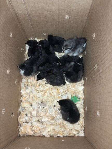 10 Black Australorp Pullets