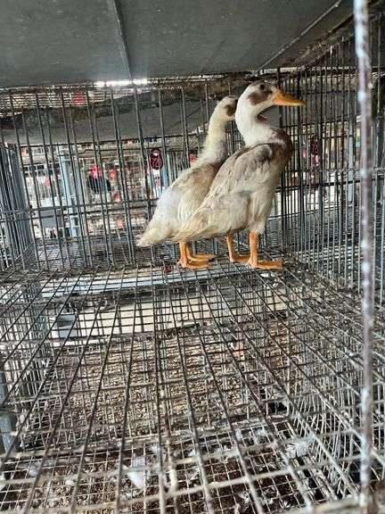 2 Indian Runner Ducks
