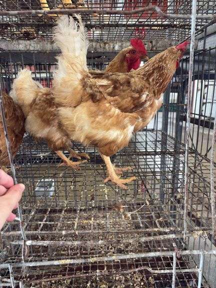 3 Red Laying Hens