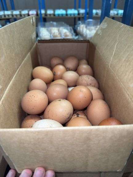7 Doz Xlarge Brown Eating Eggs