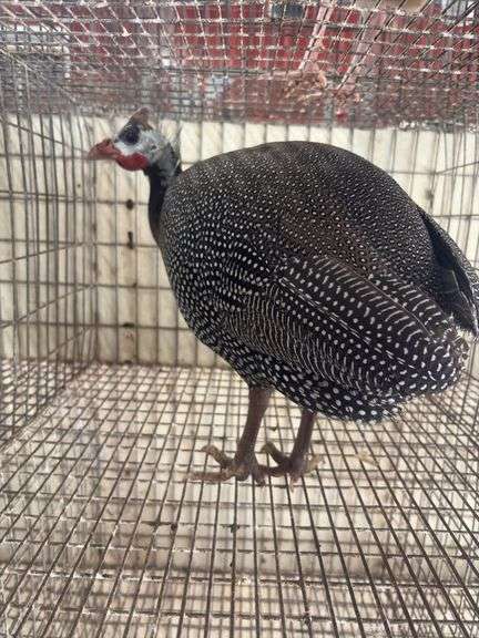 Pearl Guinea Hen