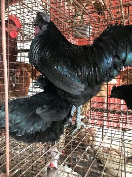 Trio Cemanis