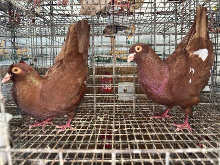 Pair Roller Pigeons