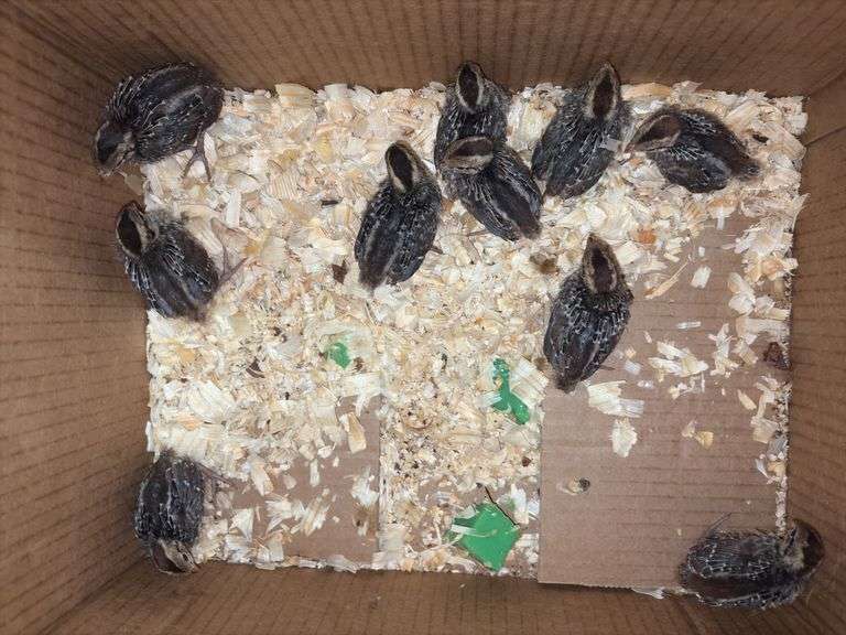 10 Bobwhite Quail - 2 Wks Old w/ Permit
