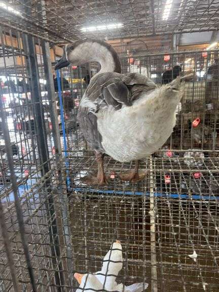Gander Chinese Goose