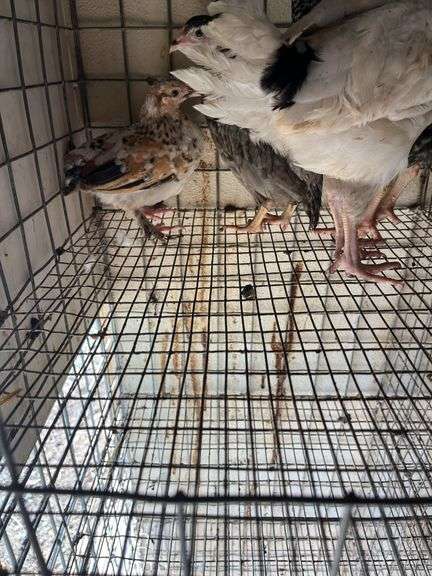4 Mix Young Roosters