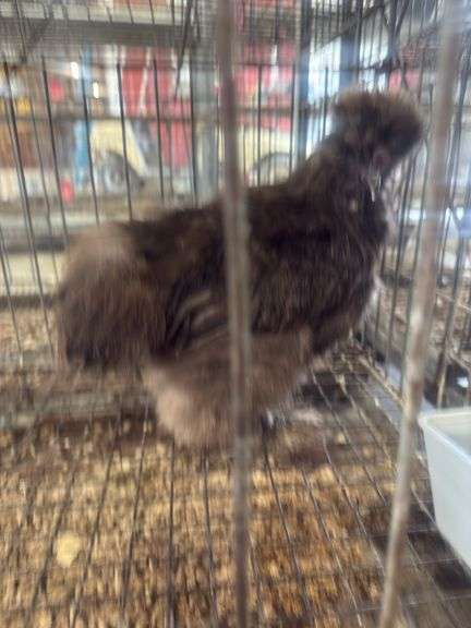 Chocolate Silkie Rooster