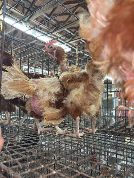 4 Rhode Island Red Hens