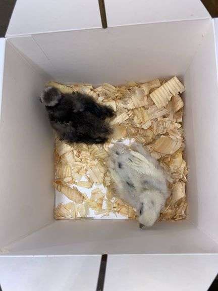 2 Bearded Silkie - 1 Black & 1 Paint