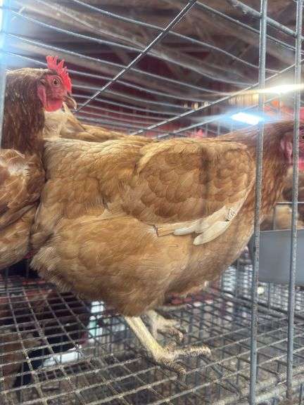 4 ISA Brown Spring Layer Hens